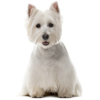 West highland white terrier